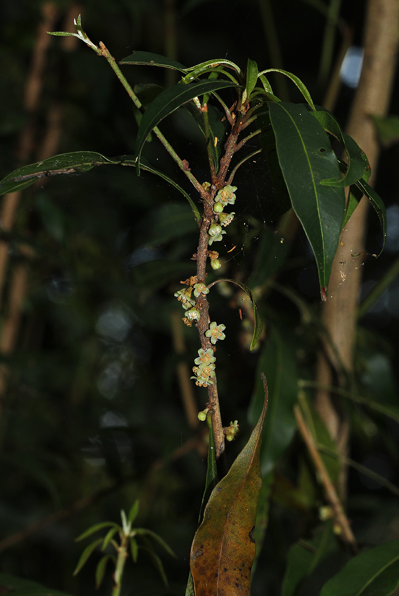 Synsepalum chimanimani