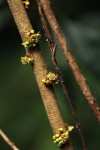 Synsepalum chimanimani