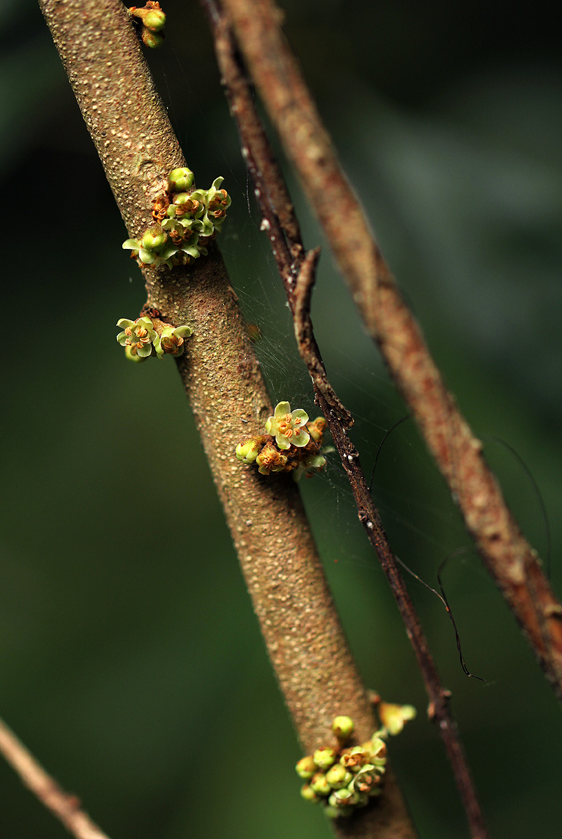 Synsepalum chimanimani