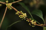 Synsepalum chimanimani