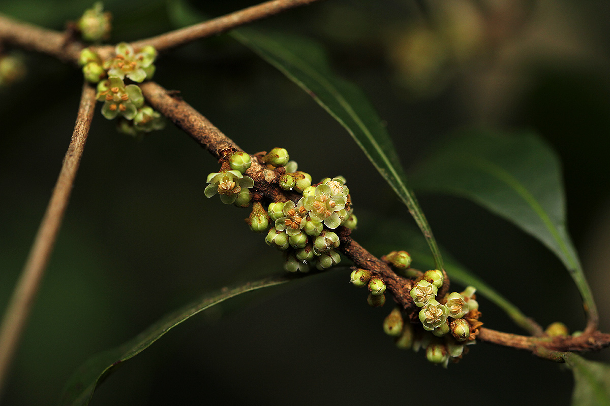 Synsepalum chimanimani
