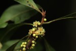 Synsepalum chimanimani