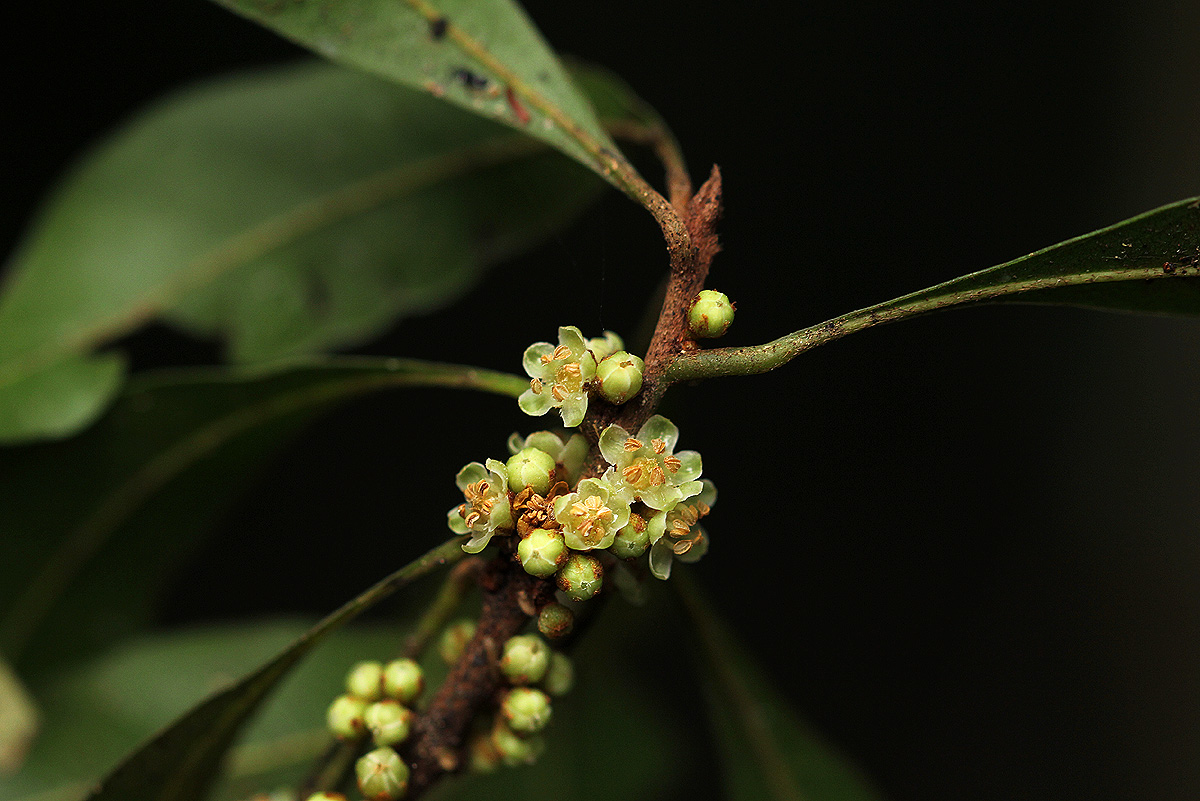 Synsepalum chimanimani