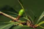 Synsepalum chimanimani