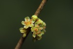 Synsepalum chimanimani
