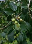 Mimusops obtusifolia