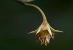 Mimusops obtusifolia