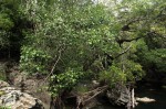 Mimusops obtusifolia