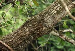 Mimusops obtusifolia