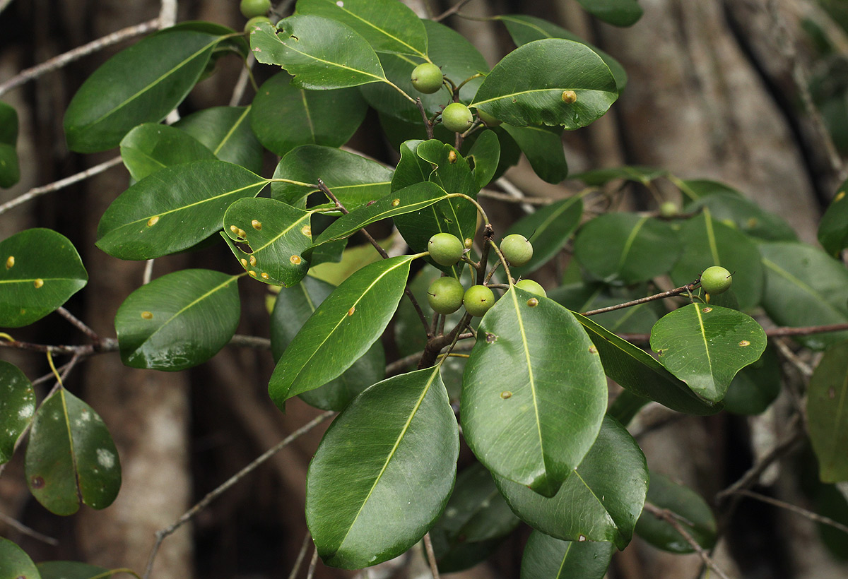 Mimusops obtusifolia