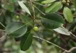 Mimusops obtusifolia