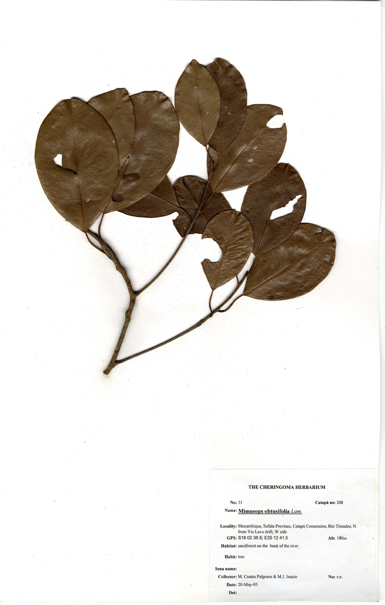 Mimusops obtusifolia