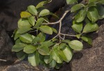 Mimusops obtusifolia