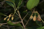 Mimusops obtusifolia
