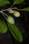 Mimusops obtusifolia