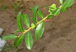 Manilkara concolor