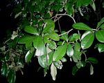 Manilkara discolor