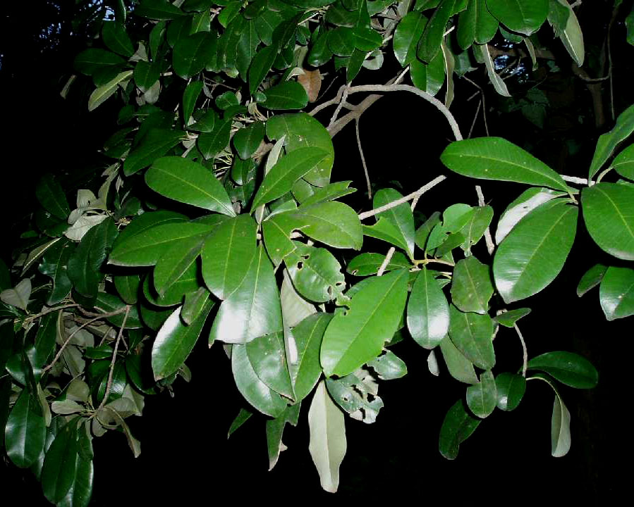 Manilkara discolor