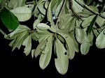 Manilkara discolor