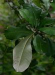 Manilkara discolor
