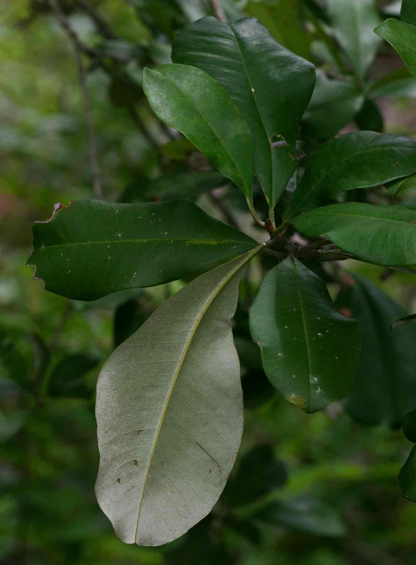 Manilkara discolor