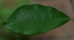 Manilkara discolor