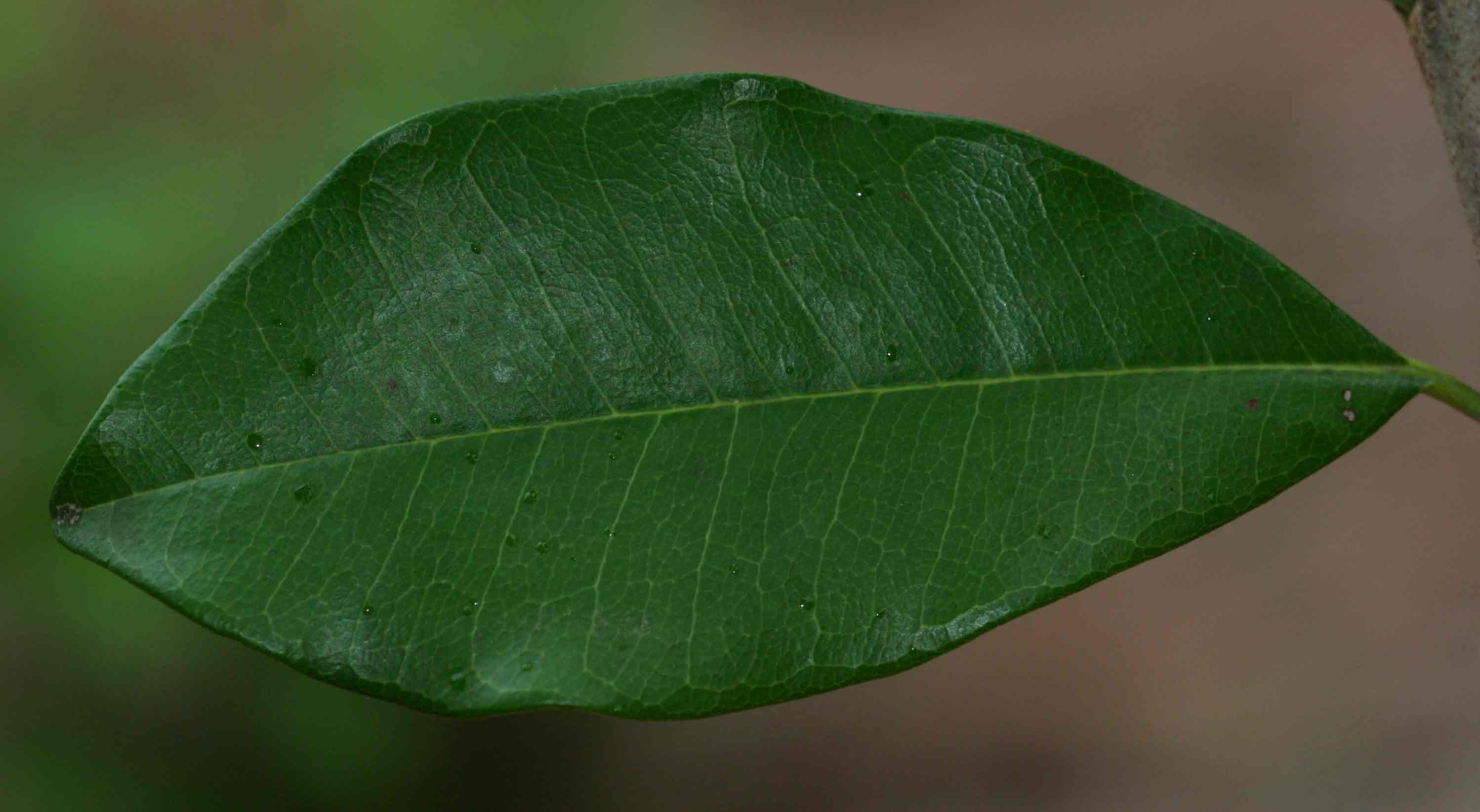 Manilkara discolor