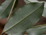 Manilkara discolor