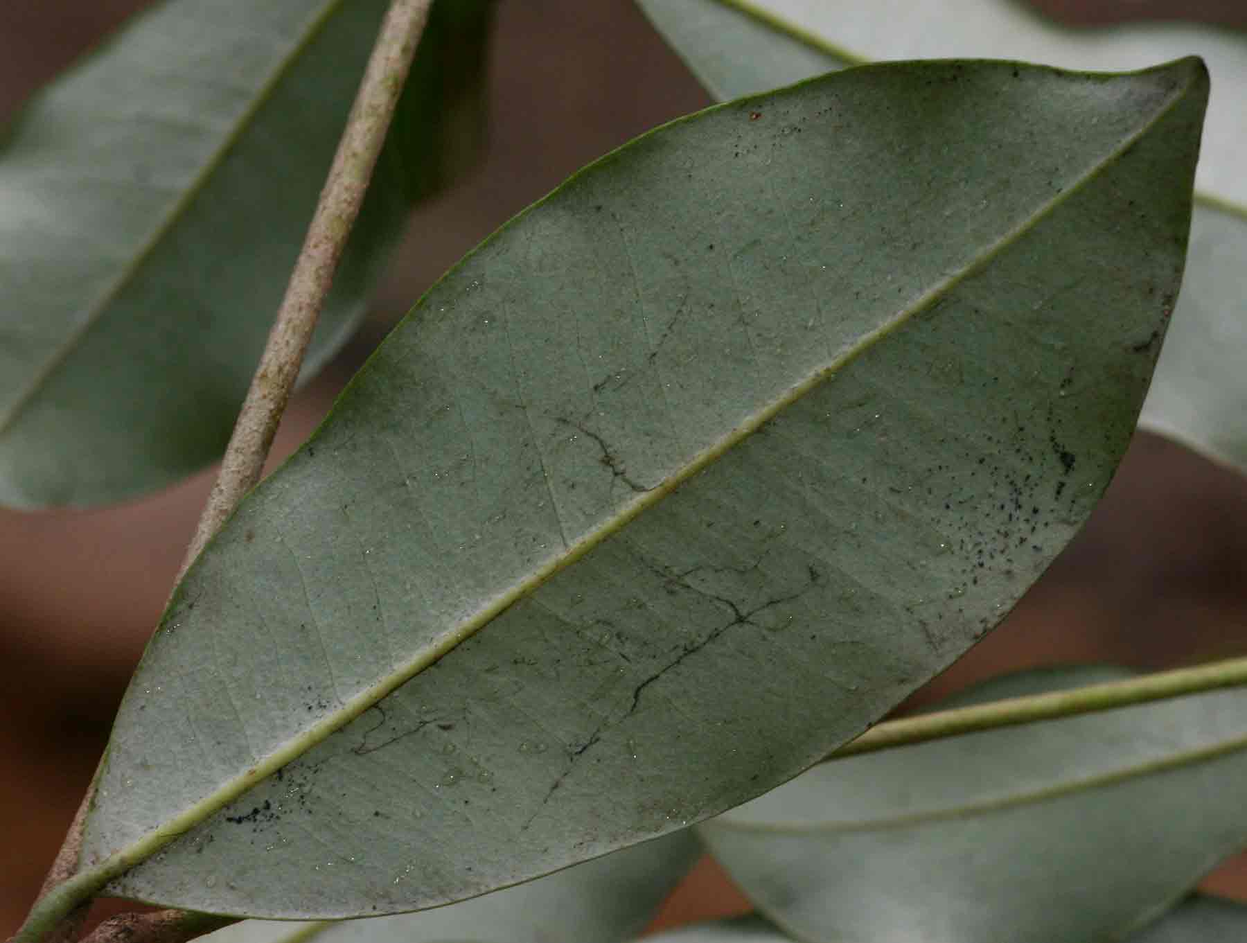 Manilkara discolor
