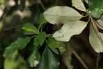 Manilkara discolor