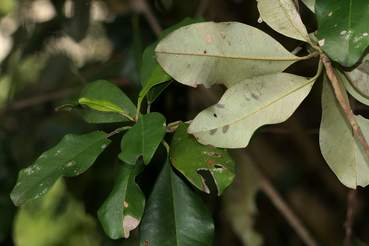 Manilkara discolor