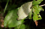 Manilkara discolor
