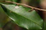 Manilkara discolor