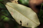 Manilkara discolor