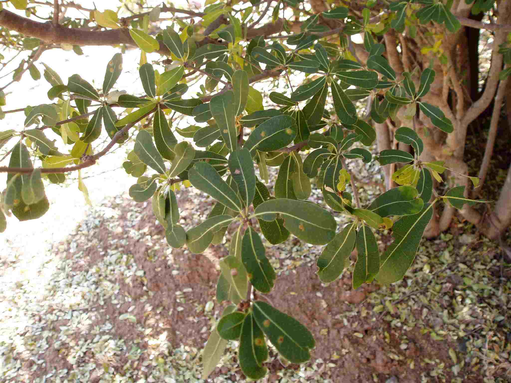 Manilkara mochisia