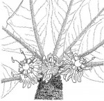 Manilkara mochisia