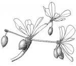 Manilkara mochisia