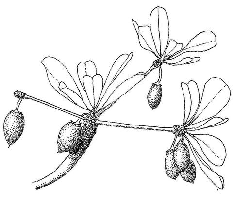 Manilkara mochisia