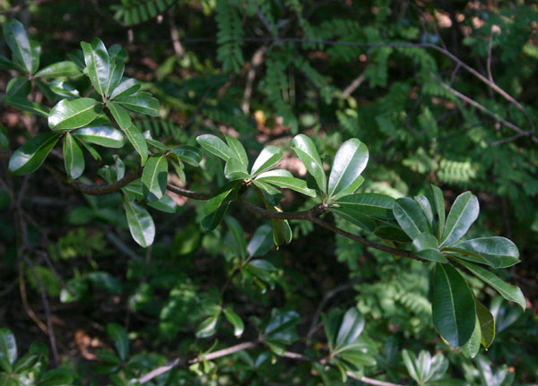 Manilkara mochisia