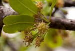 Manilkara mochisia
