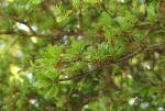 Manilkara mochisia