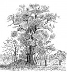 Manilkara mochisia