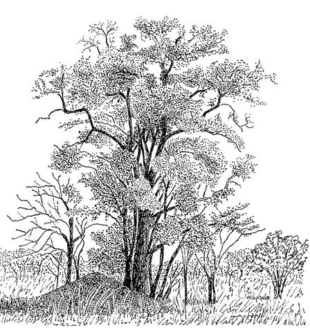Manilkara mochisia