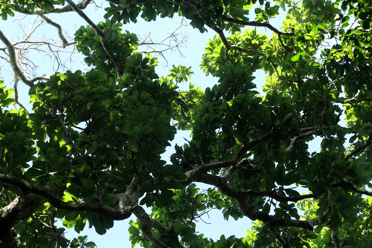 Inhambanella henriquesii