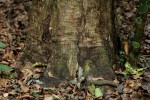 Inhambanella henriquesii
