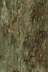 Inhambanella henriquesii