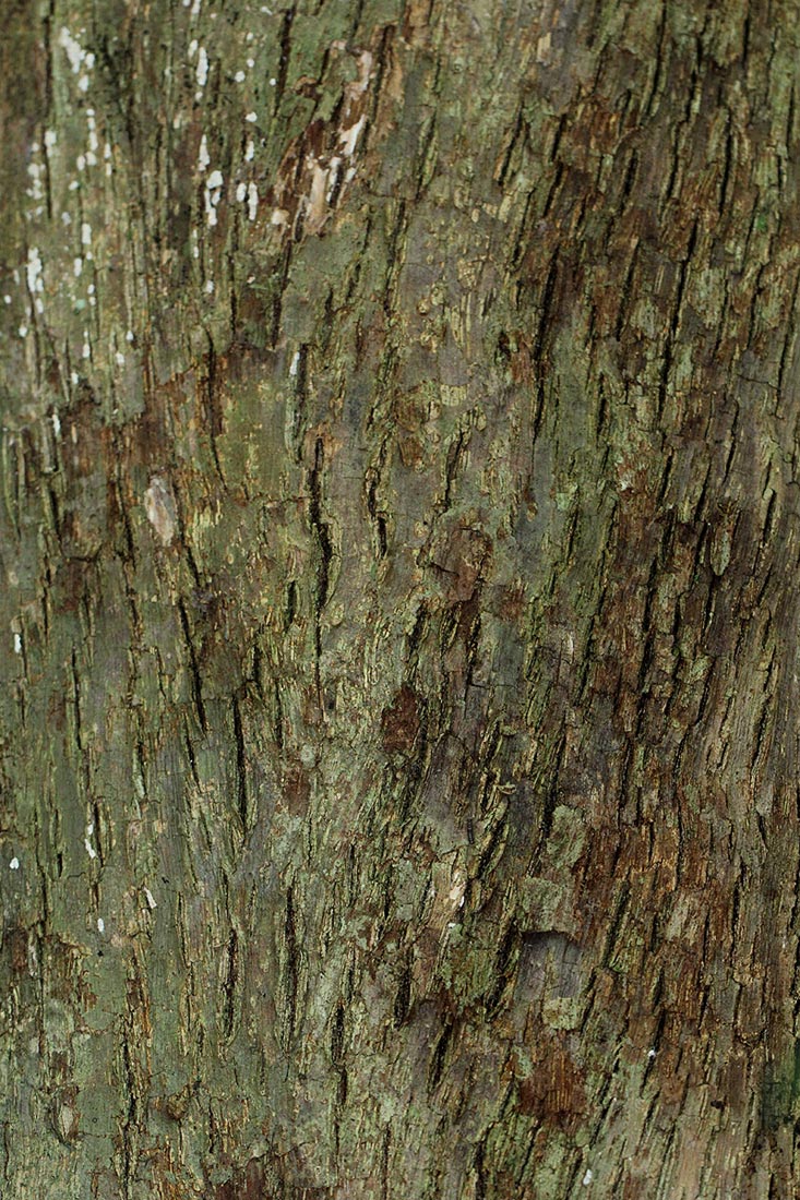 Inhambanella henriquesii