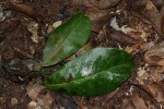 Inhambanella henriquesii