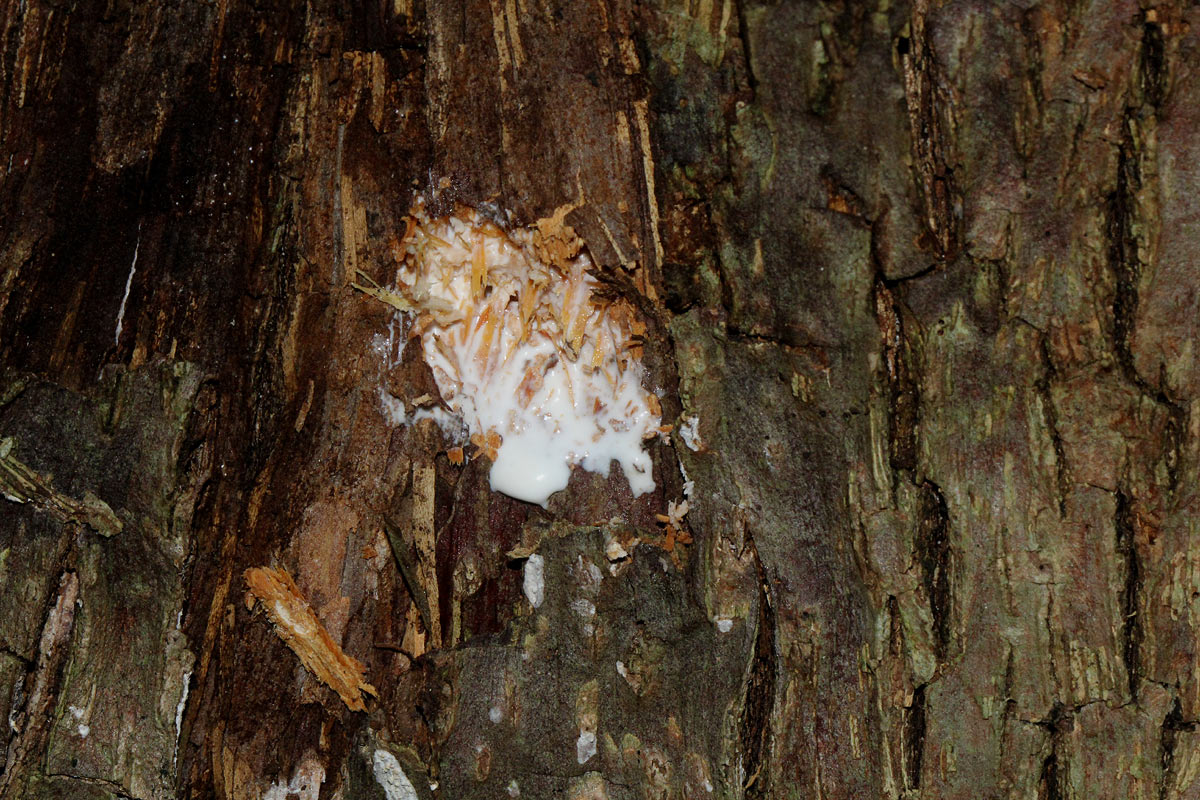 Inhambanella henriquesii