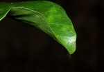 Inhambanella henriquesii